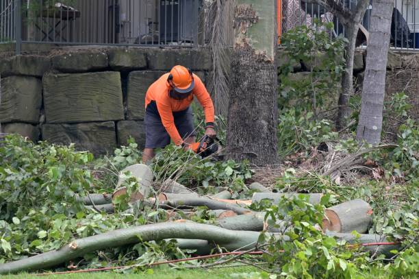 Best Hazardous Tree Removal  in Rockwell, NC